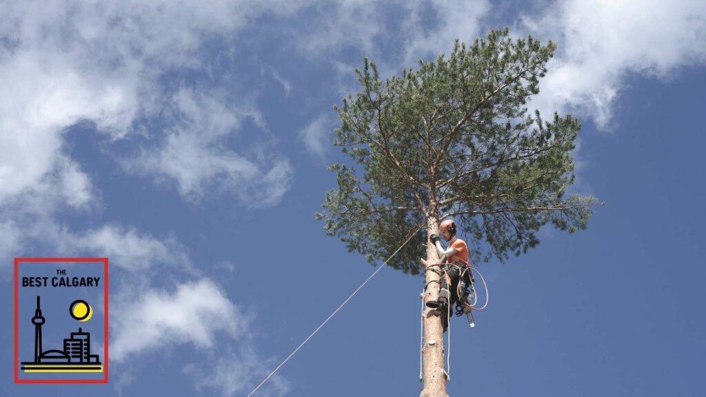 The 5 Best Arborist Services in Calgary