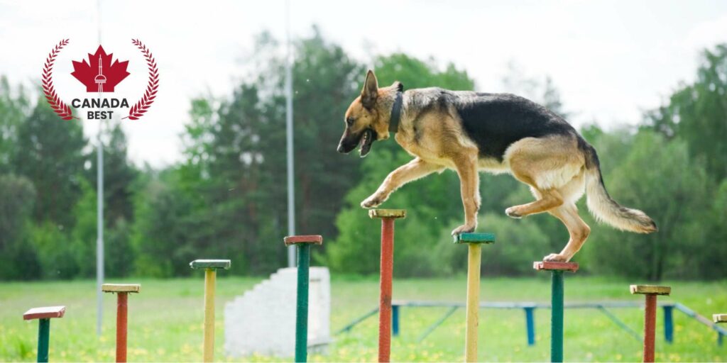 Top Dog Training Centers in Calgary