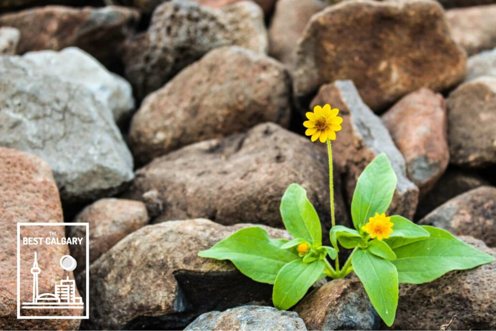 The 5 Most Recommended Calgary Life Coaches