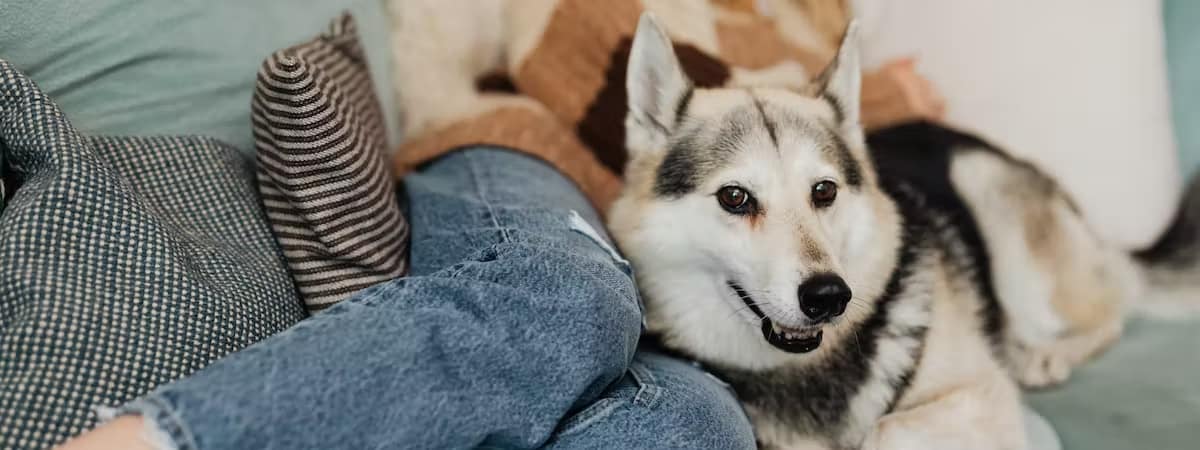 The 5 Best Pet Sitters in Calgary