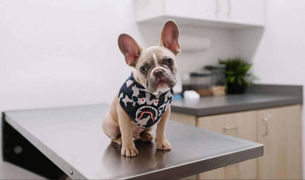 The 5 Trusted Vet Clinics in Edmonton