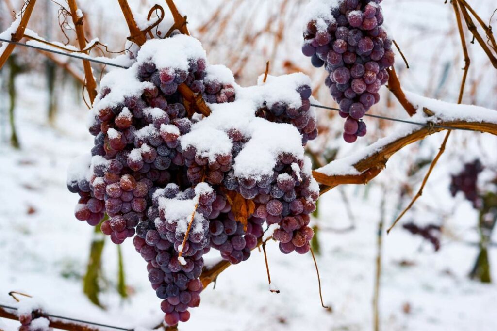 Icewine