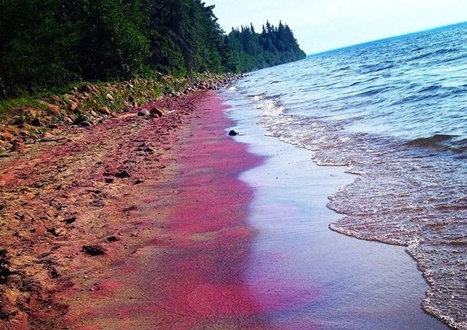 Land of Purple Beaches