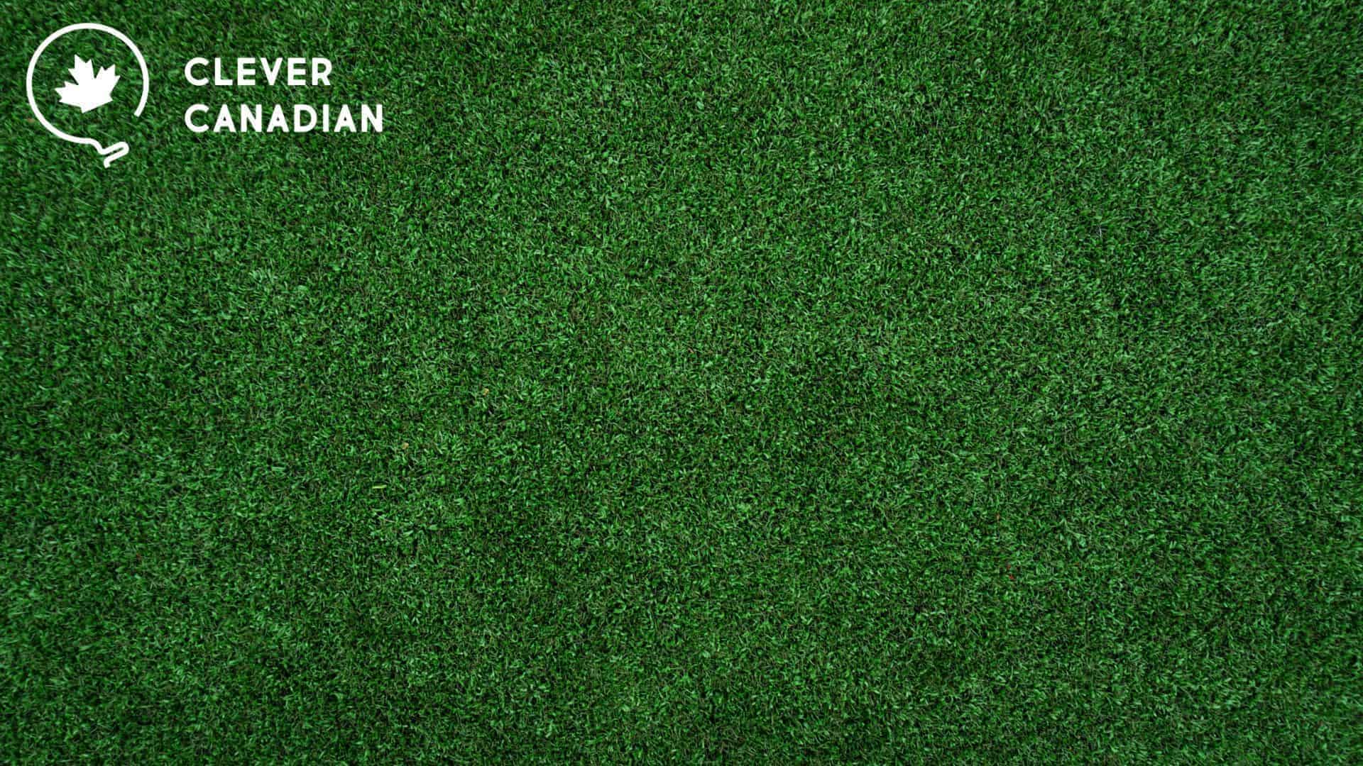 The Top 5 Artificial Grass Providers In Edmonton