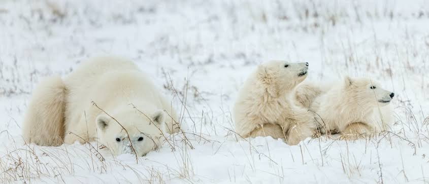 Churchill, Manitoba's Homepage