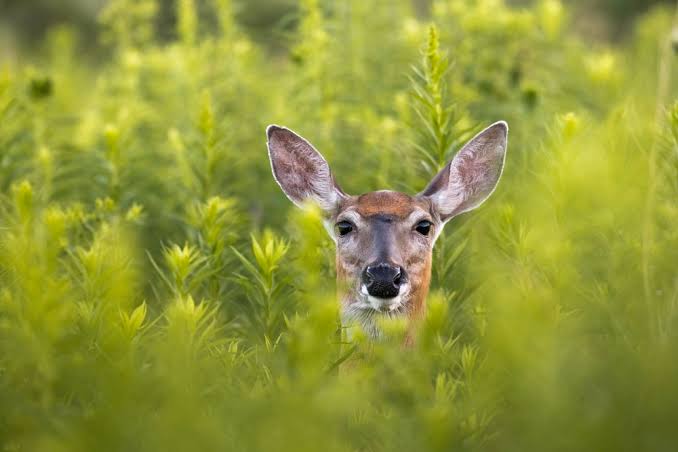 Don’t feed the wildlife's Homepage