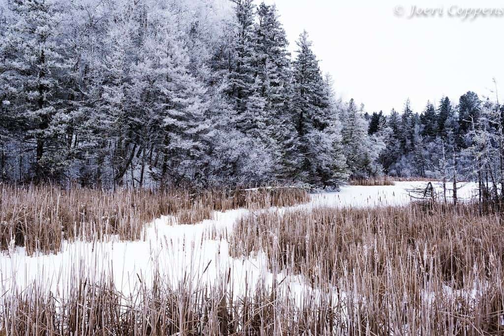 Go snowshoeing at the Amherst Point Bird Sanctuary's Homepage