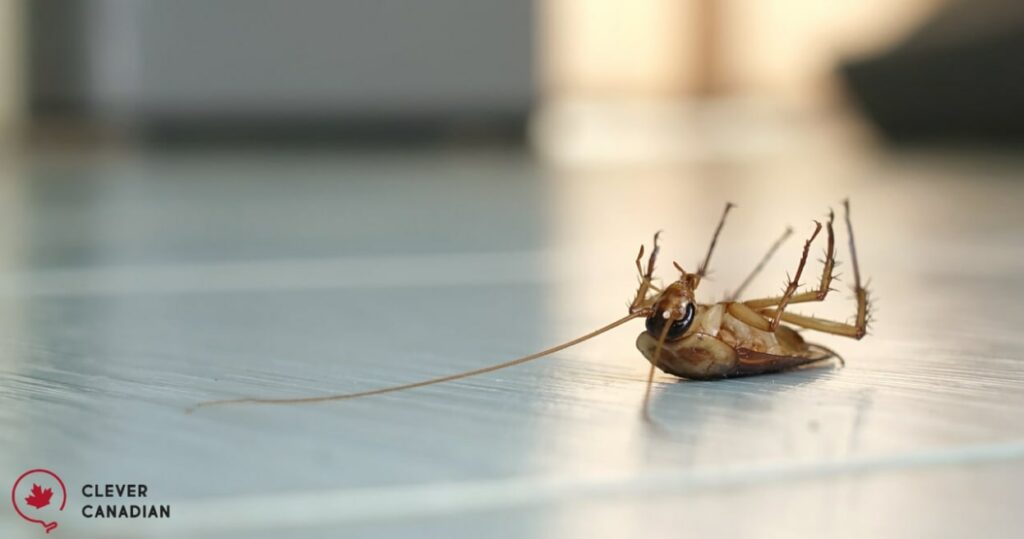 The 5 Best Pest Control Companies in Toronto