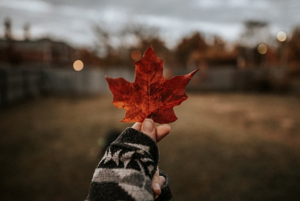 a hand holding a leaf