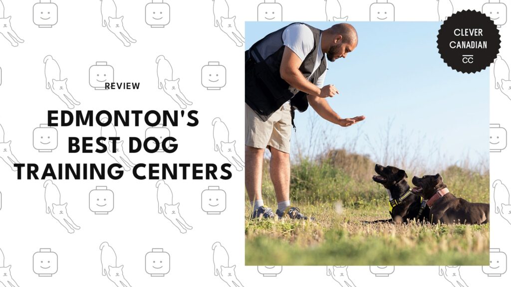 The Top 5 Dog Training Centres in Edmonton