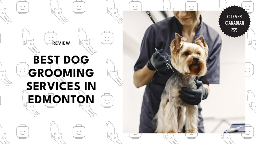 5 Best Dog Grooming Services in Edmonton for a Barktastic Cut