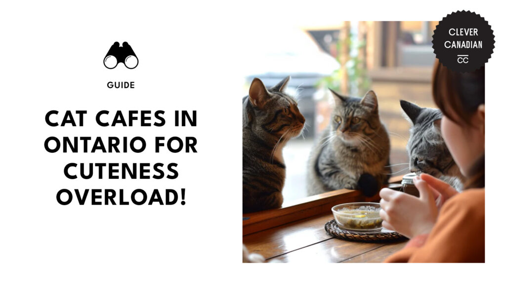 person-petting-cat-inside-cafe