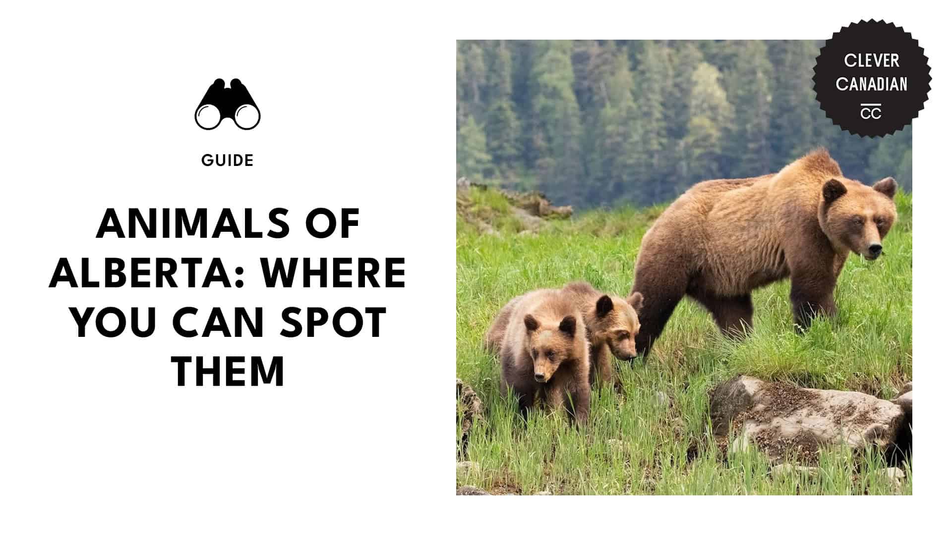 grizzly-bear