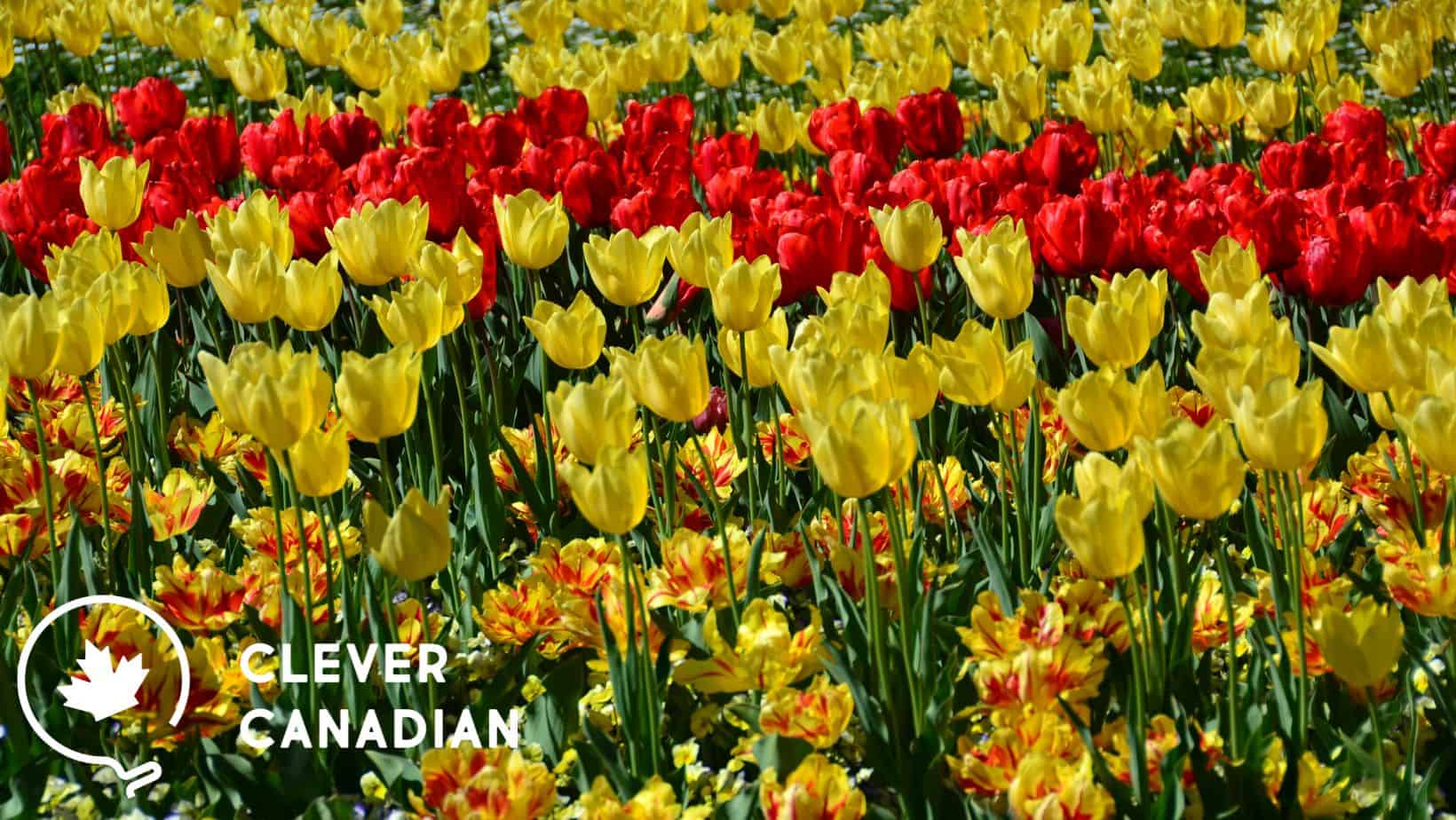 tulips