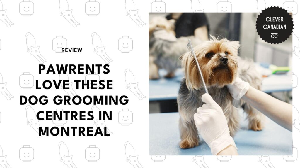 best-dog-grooming-montreal