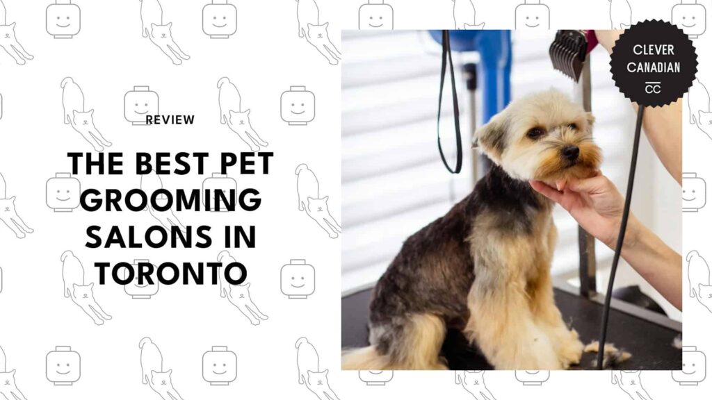 pet-grooming-spots-in-toronto